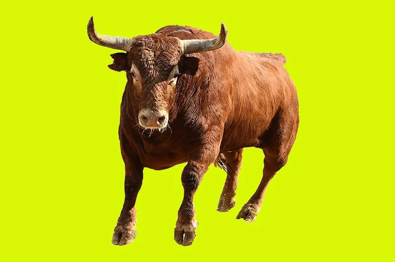 Ask Dr. Dumb: How Can I Avoid Being GORED IN THE FACE?