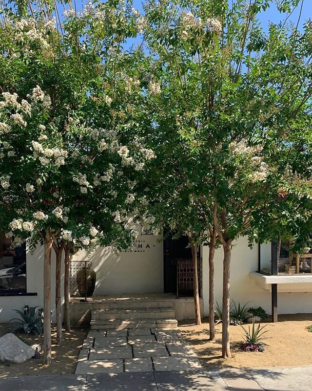 It&rsquo;s hard to tell from the insane crepe myrtle showing off in front of the entrance but DACHA West Hollywood is open! Stop by or call/DM to schedule an appointment. See you soon! 🥂