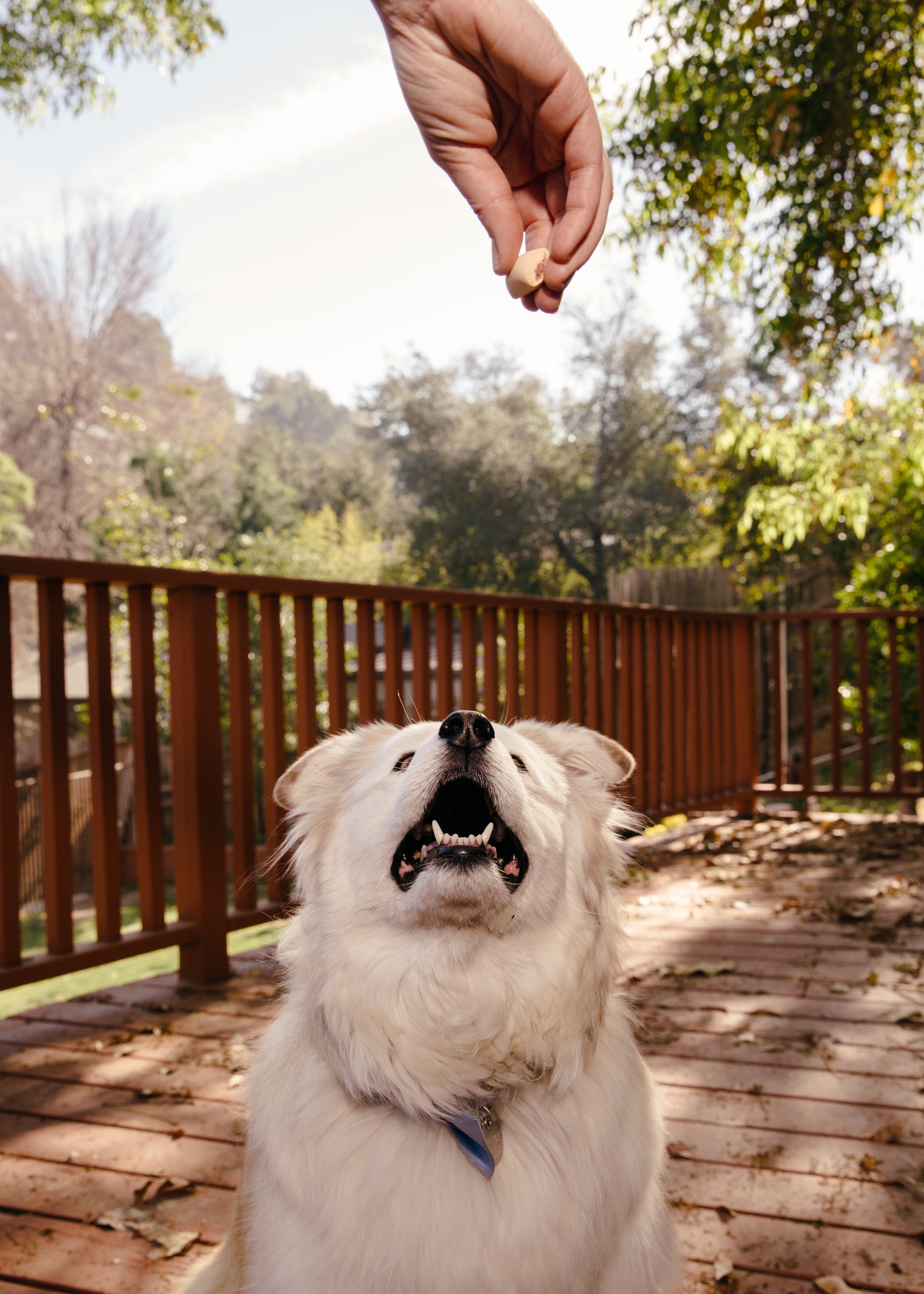 DC-PETS_016.JPG