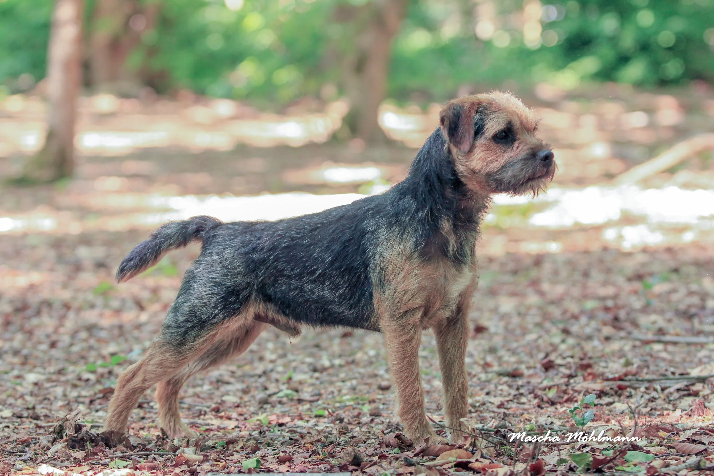 British Cooper Ysir Stirling Moss   Club Winner'24, Junior Winner'24, Winner'24, Dutch Junior Champion’24