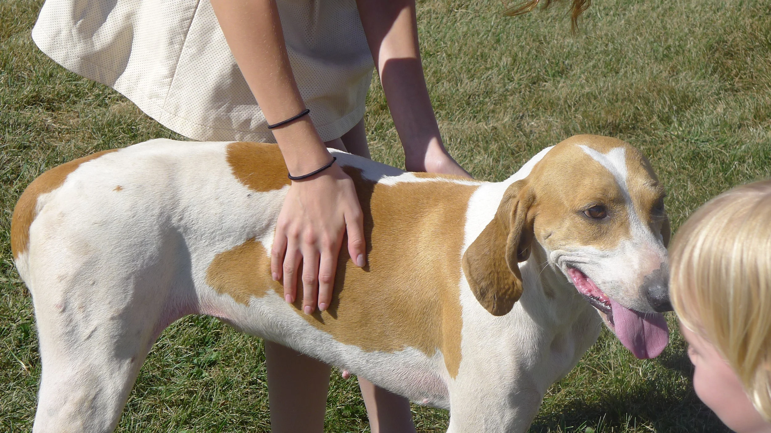 Up close and personal with the hounds