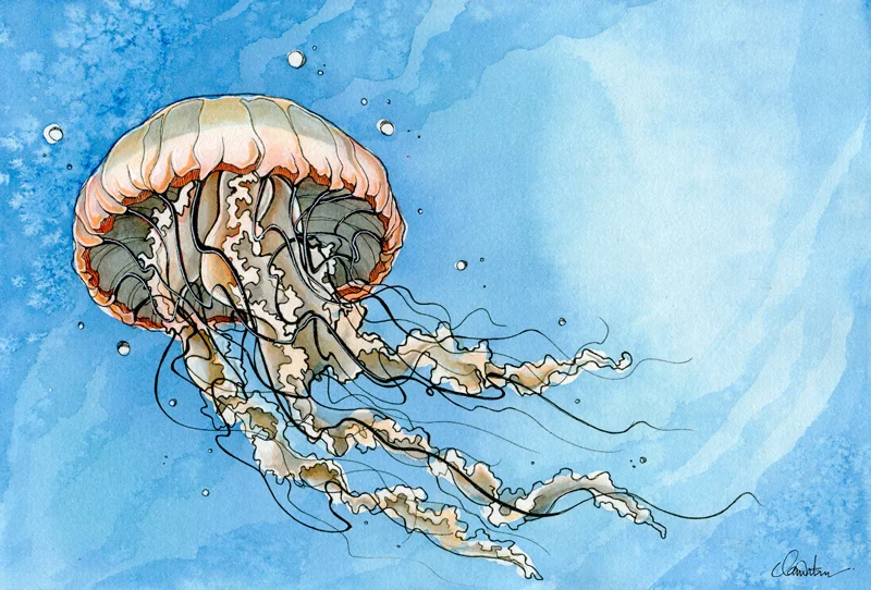 Sea Nettle