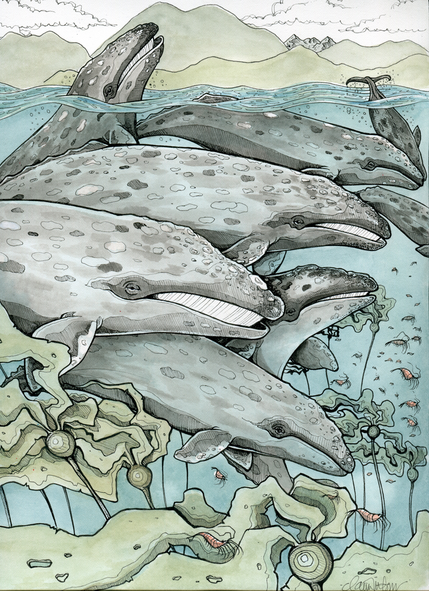 Grey Whales, Tofino BC