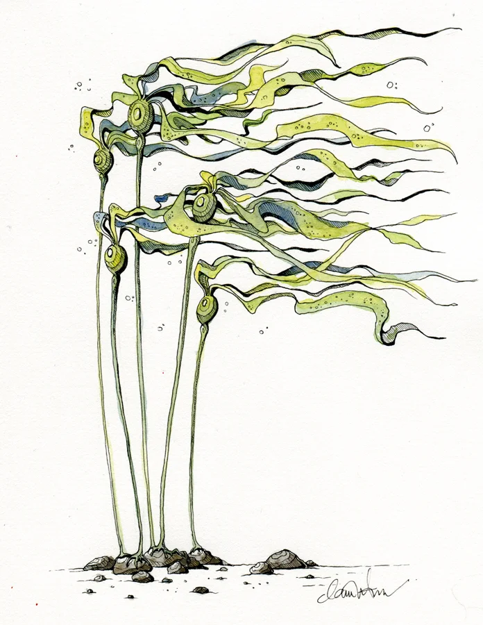 Bull Kelp