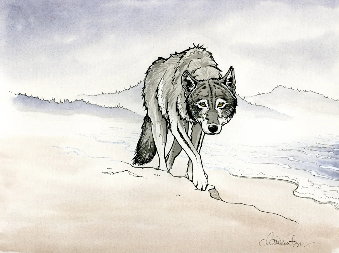 Wolf In The Fog, Tofino BC