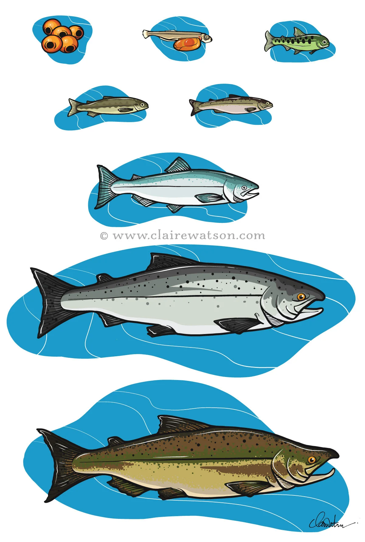 BC Ferries - Sea Forward - Salmon Lifecycle Illustrations