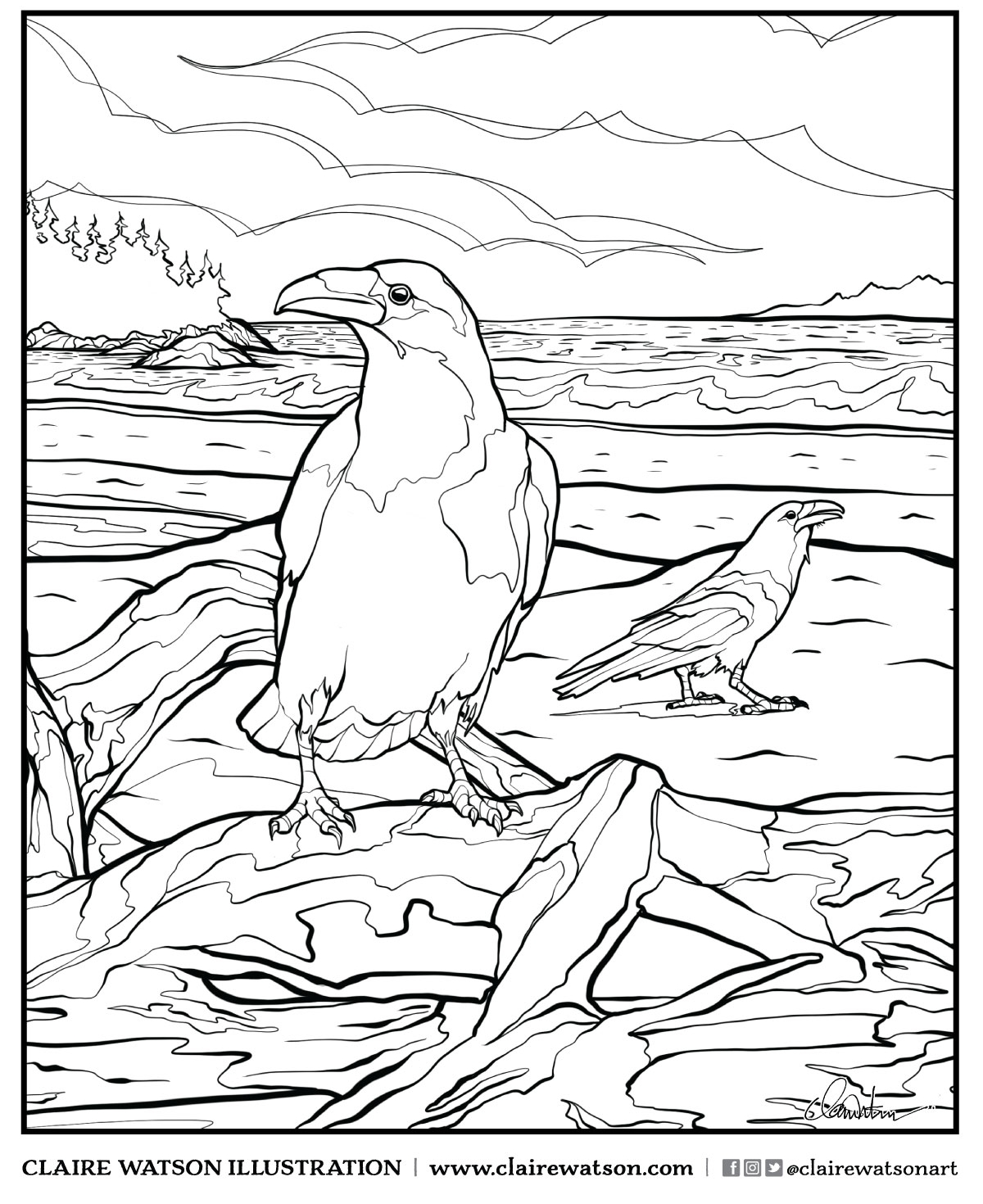 Coastal Ravens