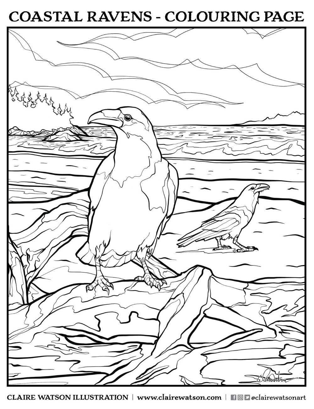 Coastal Ravens - Colouring Page — CLAIRE VICTORIA // Art, Illustration and  Design