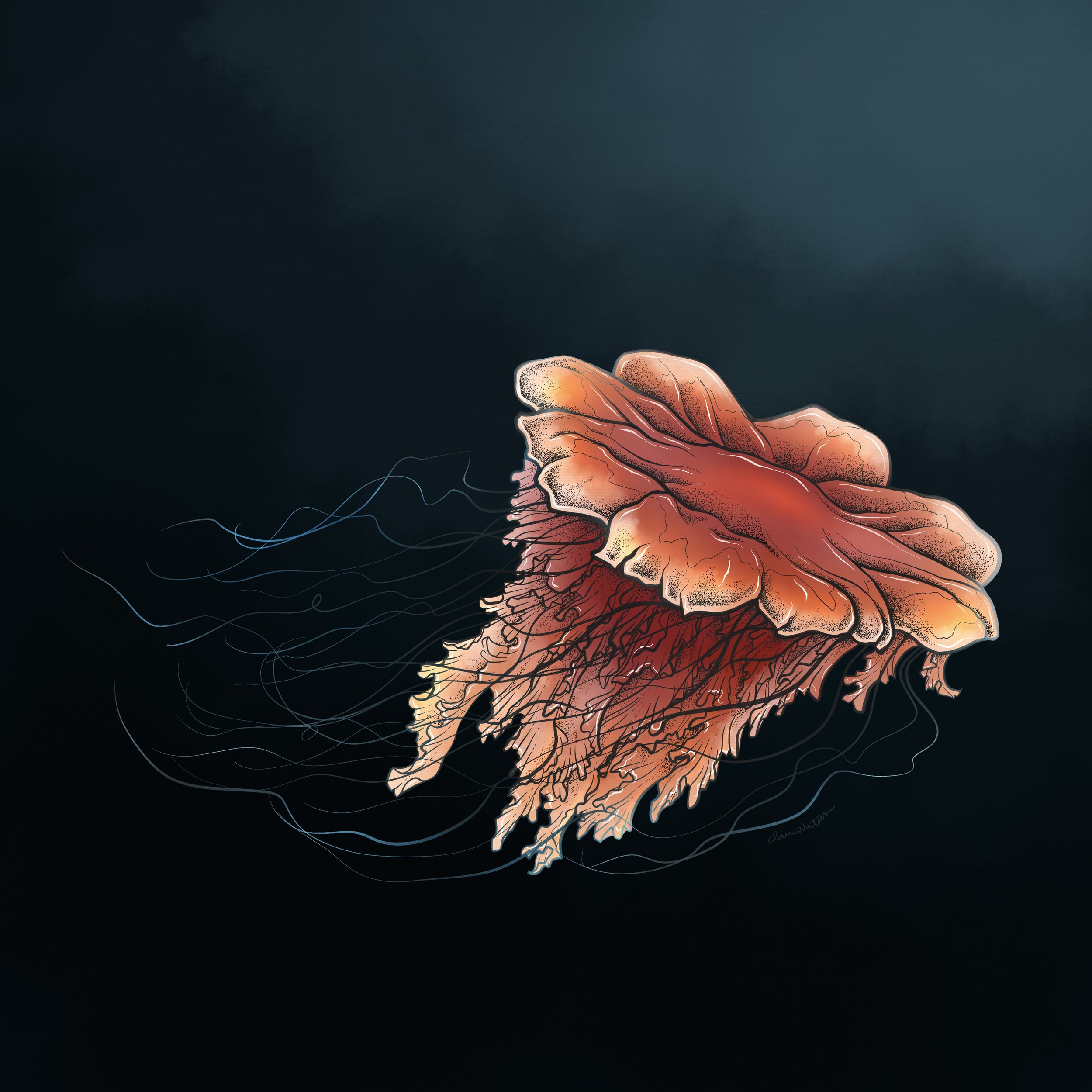 Lions Mane Jellyfish