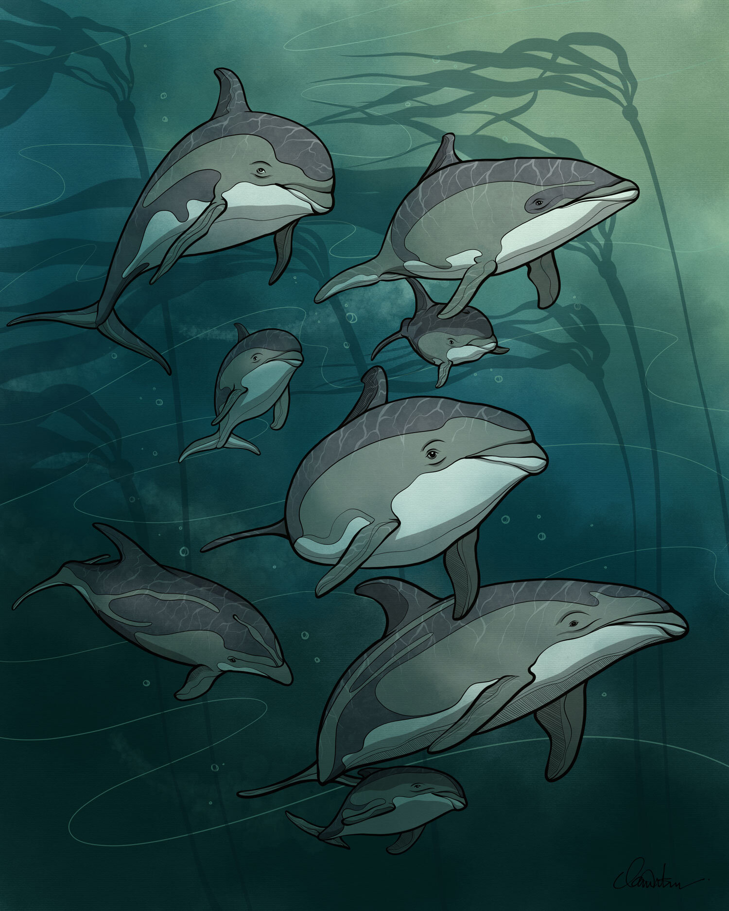 Pacific White Sided Dolphins