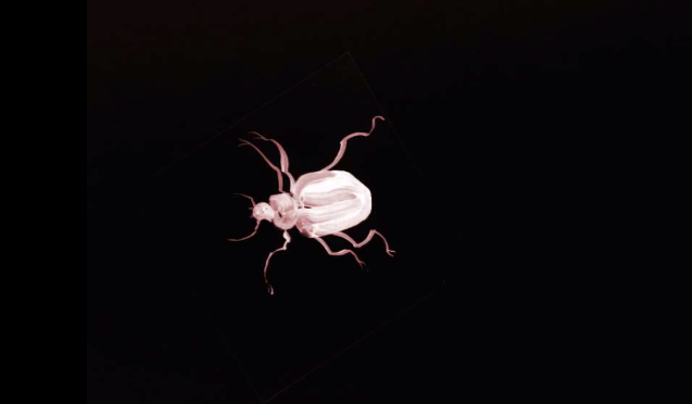 Beetles <br> Claire Eder