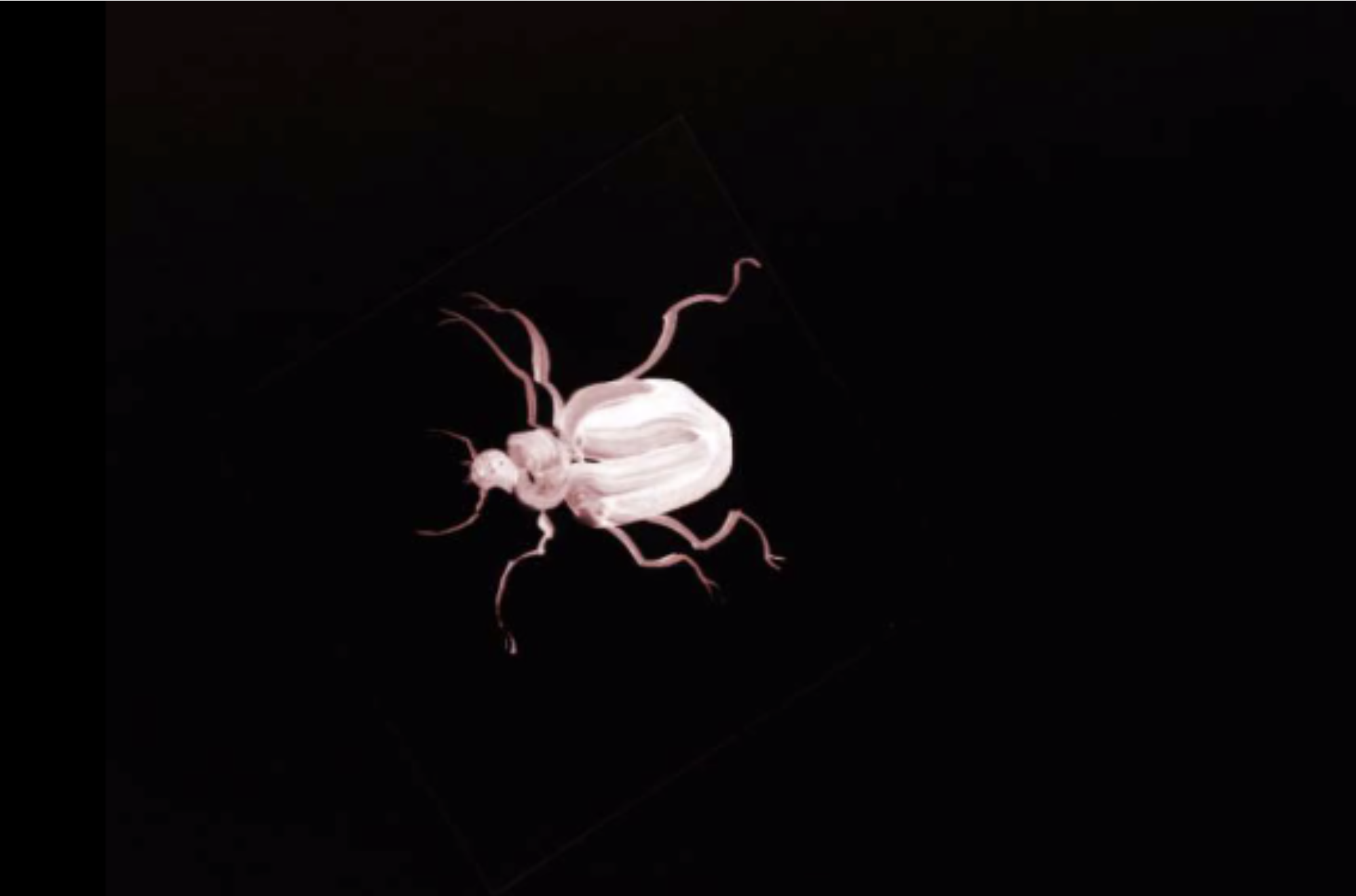 Beetles_Claire Eder_Illuminus 2014.png