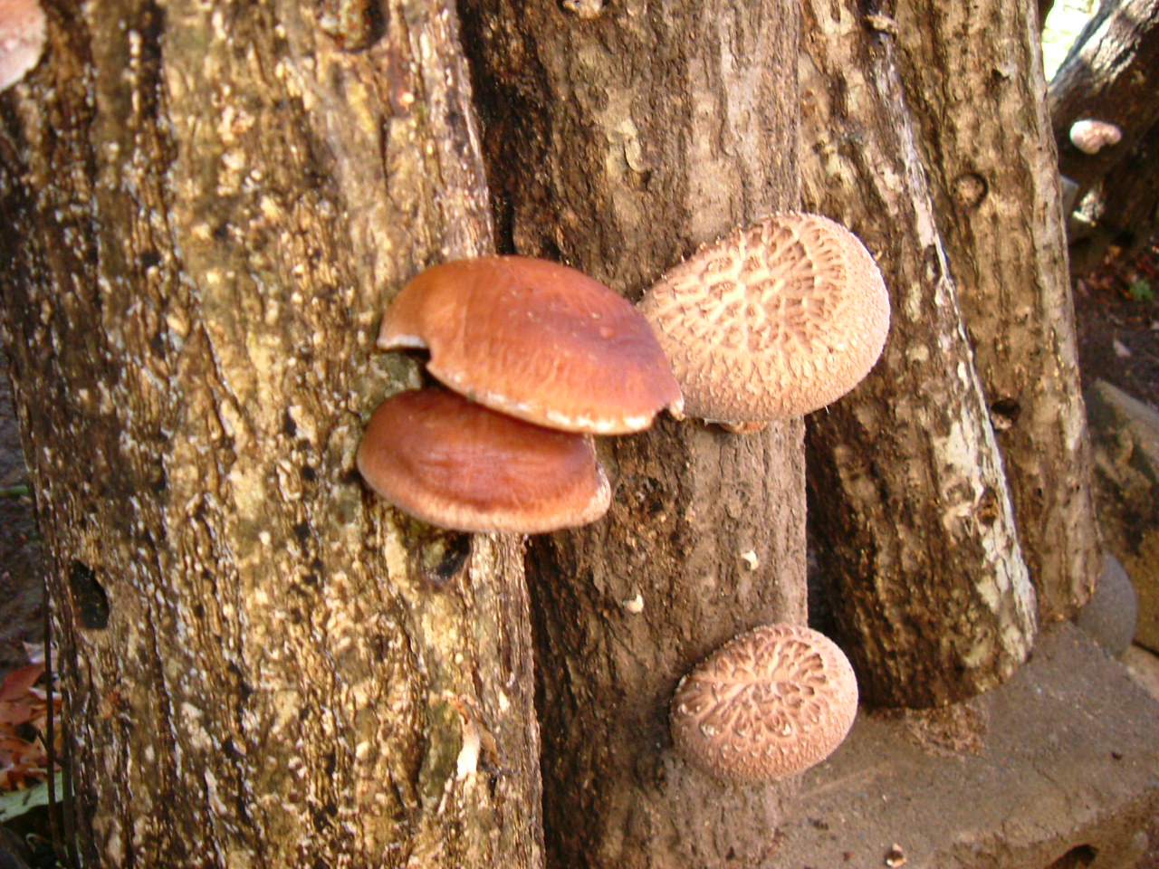 Shiitake logs. Photo by Yvonne Stephens.