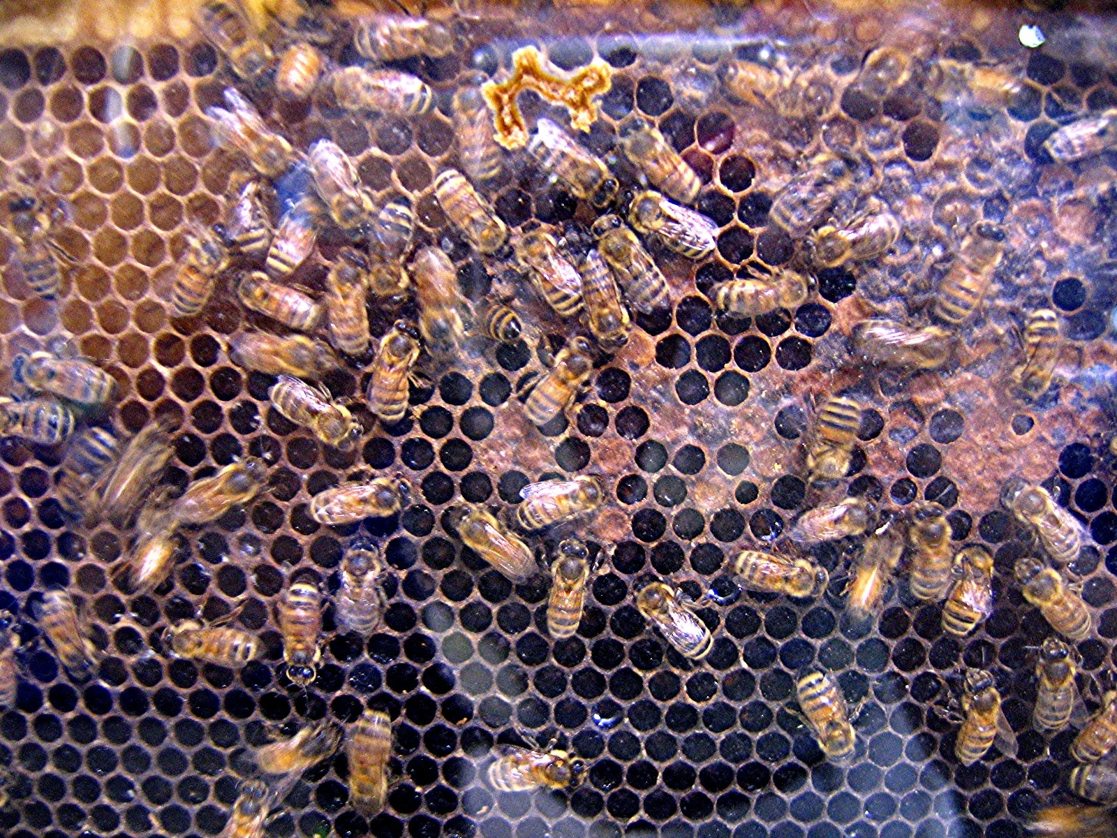 Petoskey Beekeepers Guild Monthly Meeting