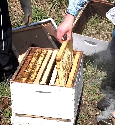 Petoskey Beekeepers Guild Monthly Meeting