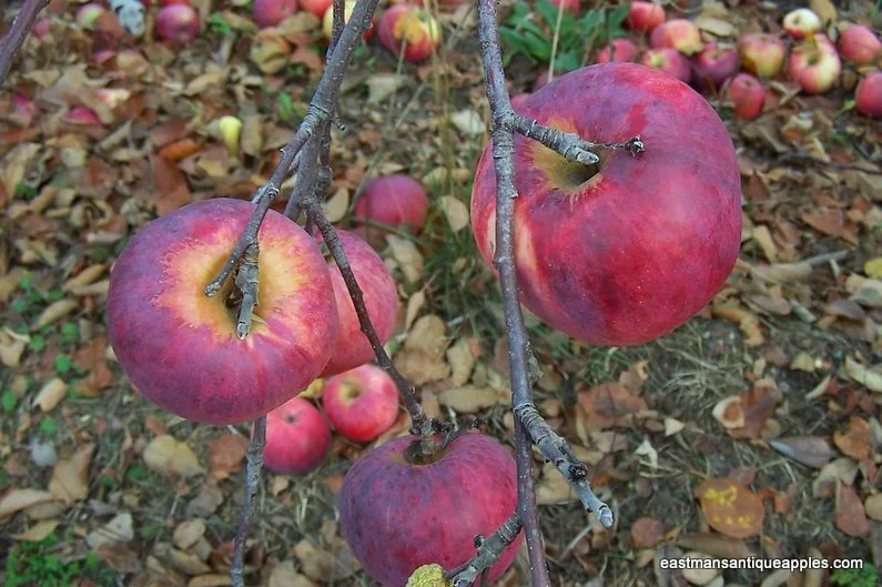 Orchard Renovation & Topworking