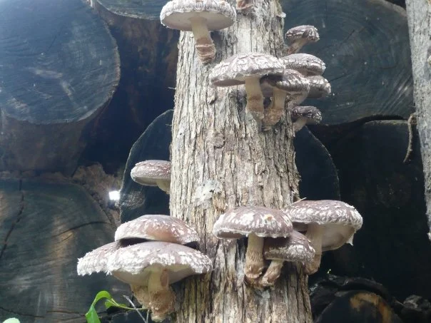 Shiitake Mushroom Production