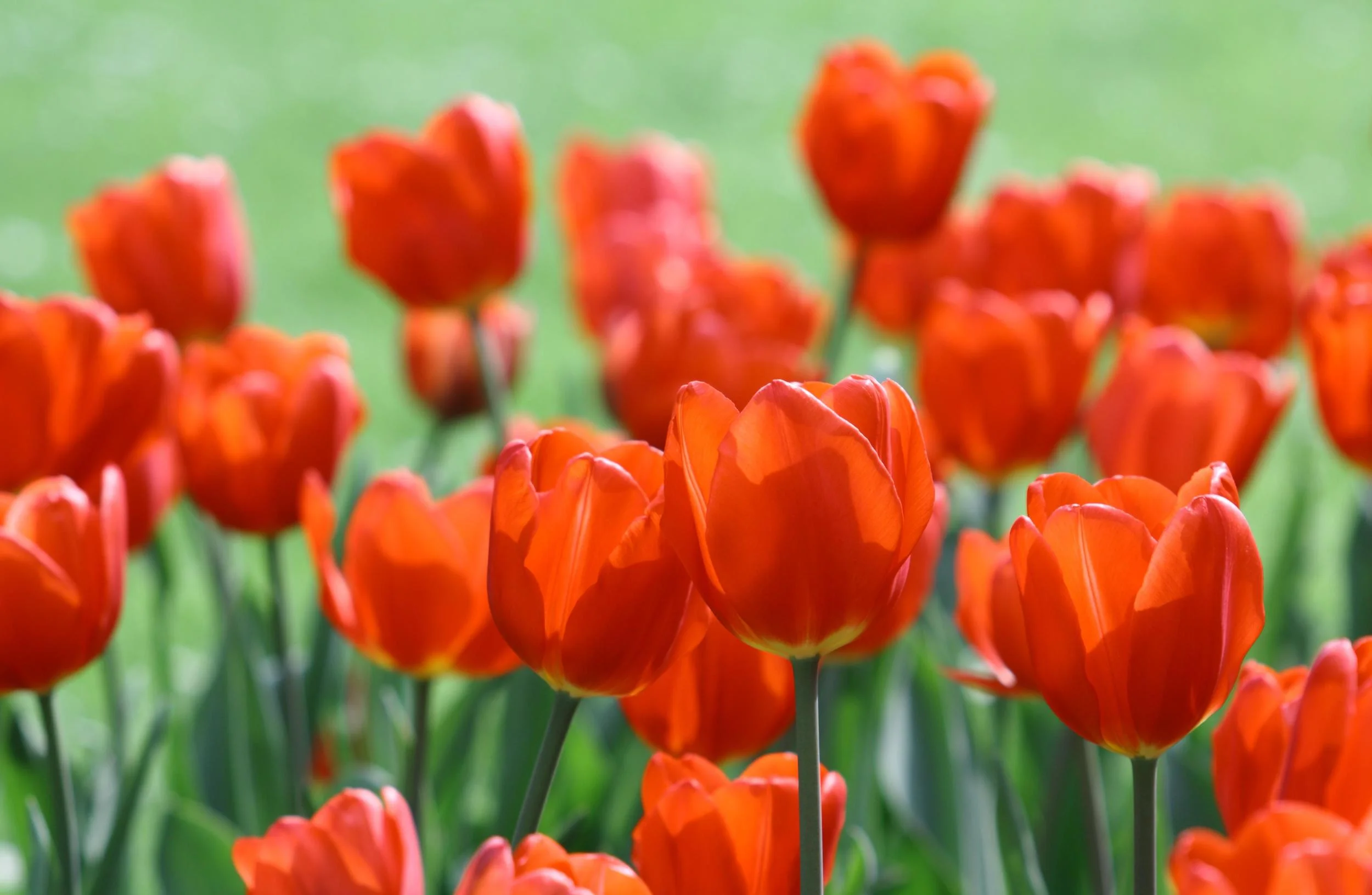 Flower Farming Basics and Farm Tour