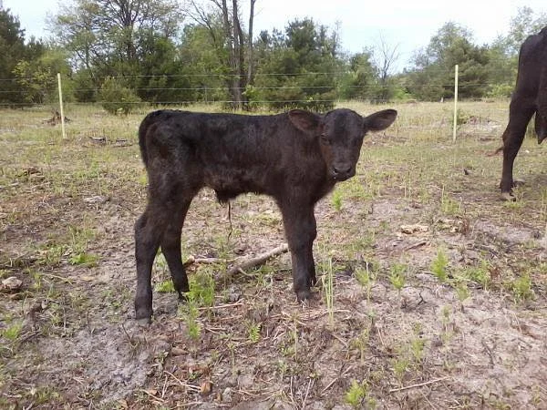 Twilight Tour: Cook Family Farm 