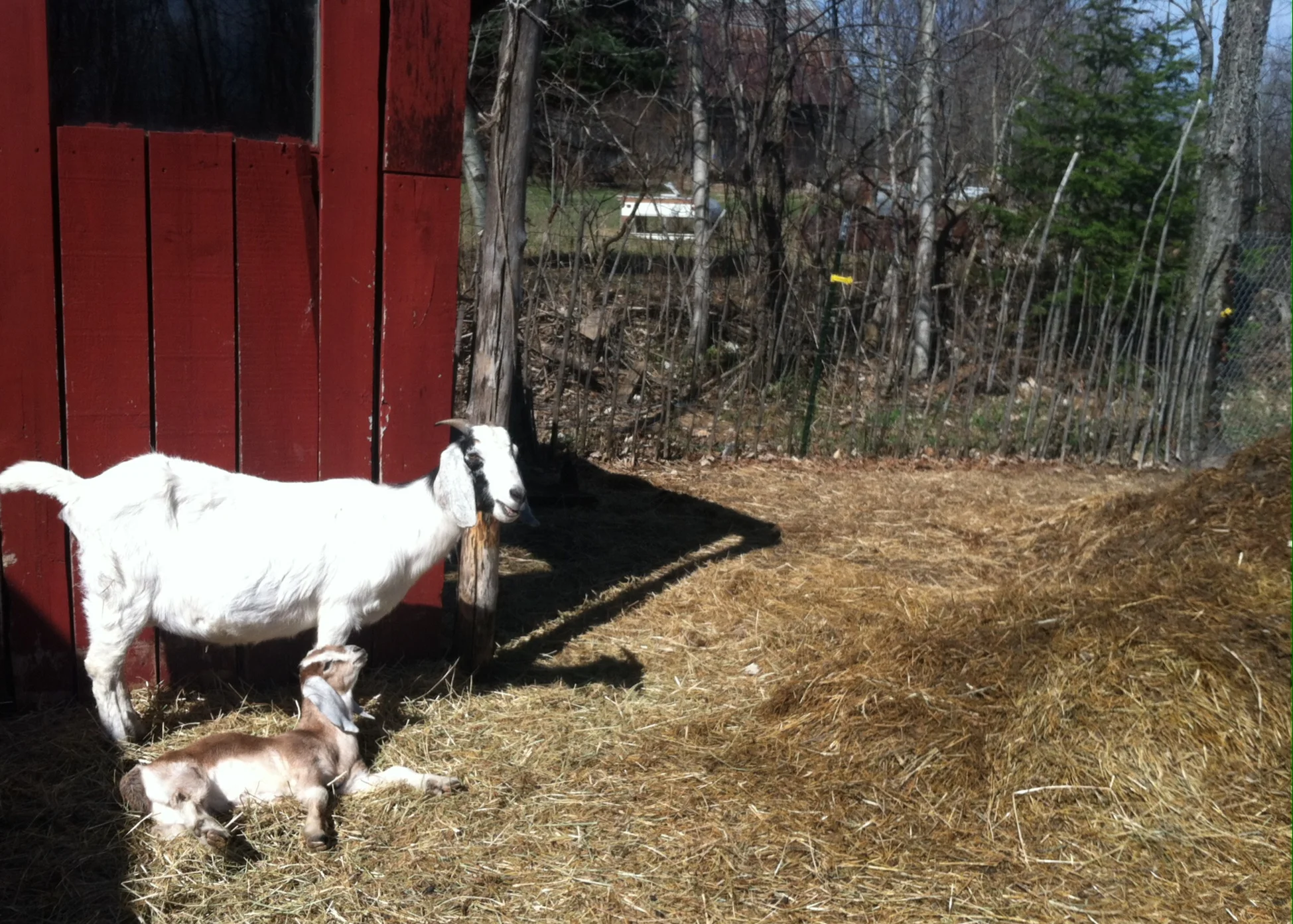 Goat Raising Roundtable 