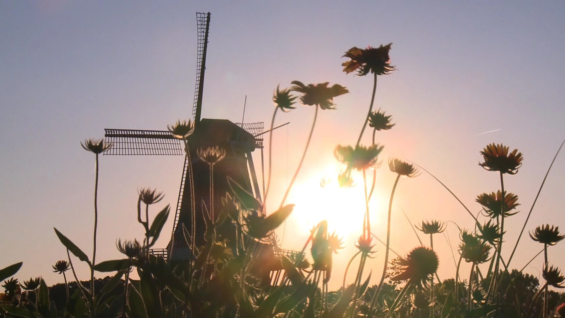 Grain Guild Field Trip: De zwann Windmill in Holland