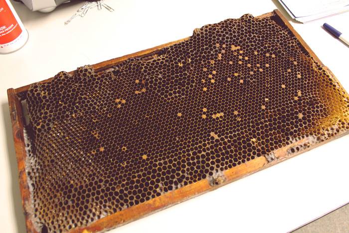 Petoskey Beekeepers Guild Meeting 