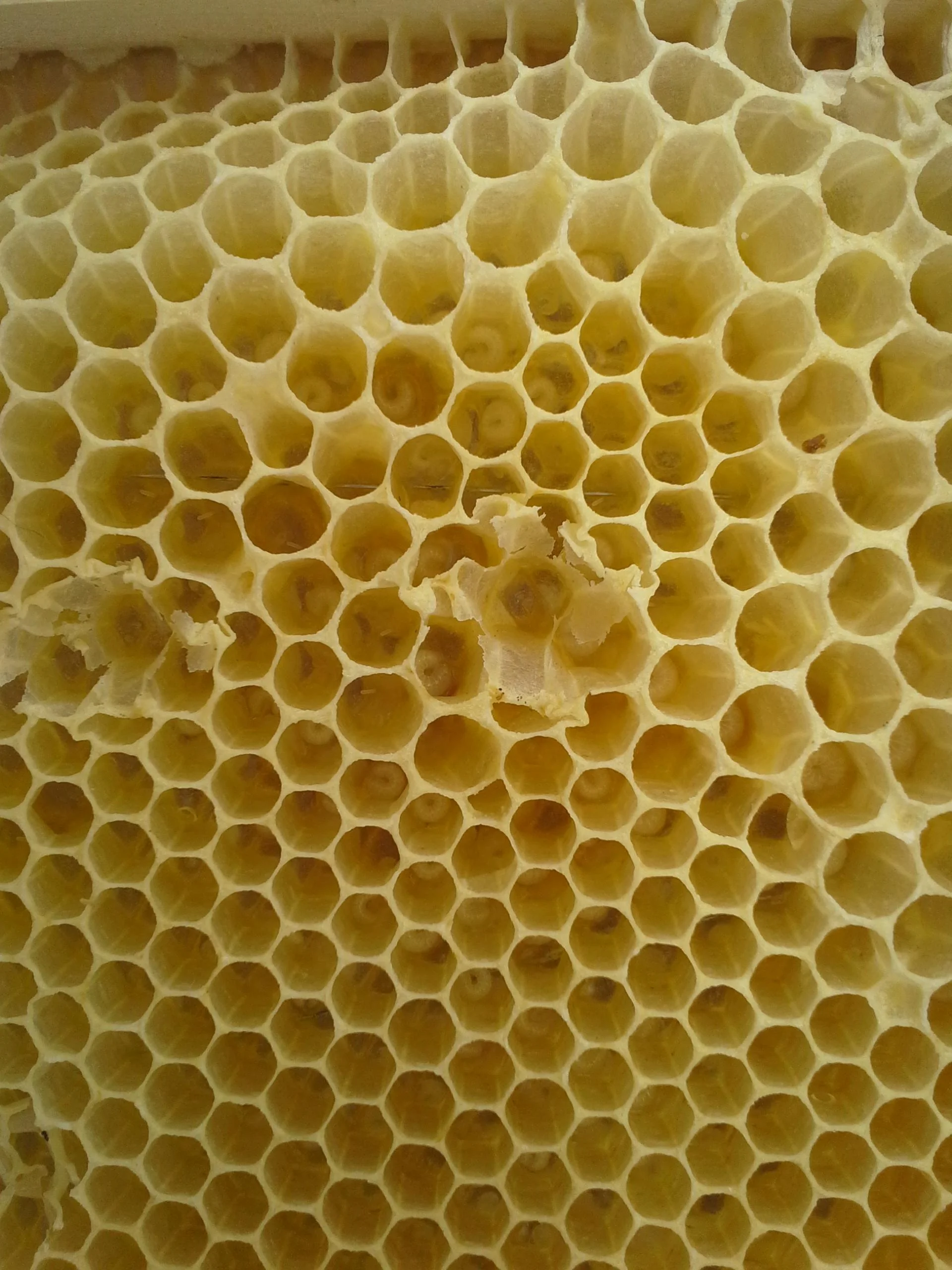 Petoskey Beekeepers Guild Meeting