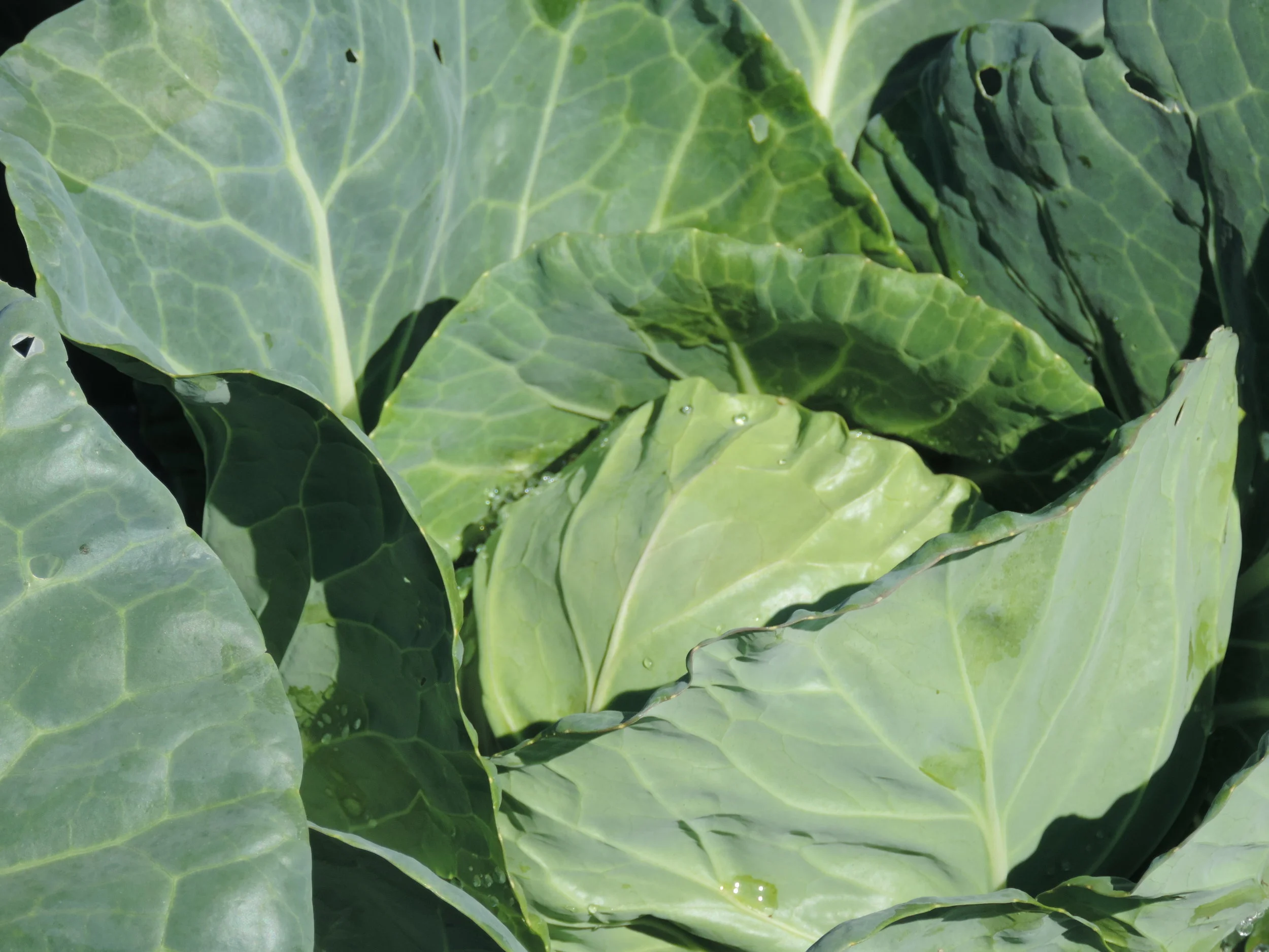 What in the World is Group GAP and FSMA, and Do I Qualify?