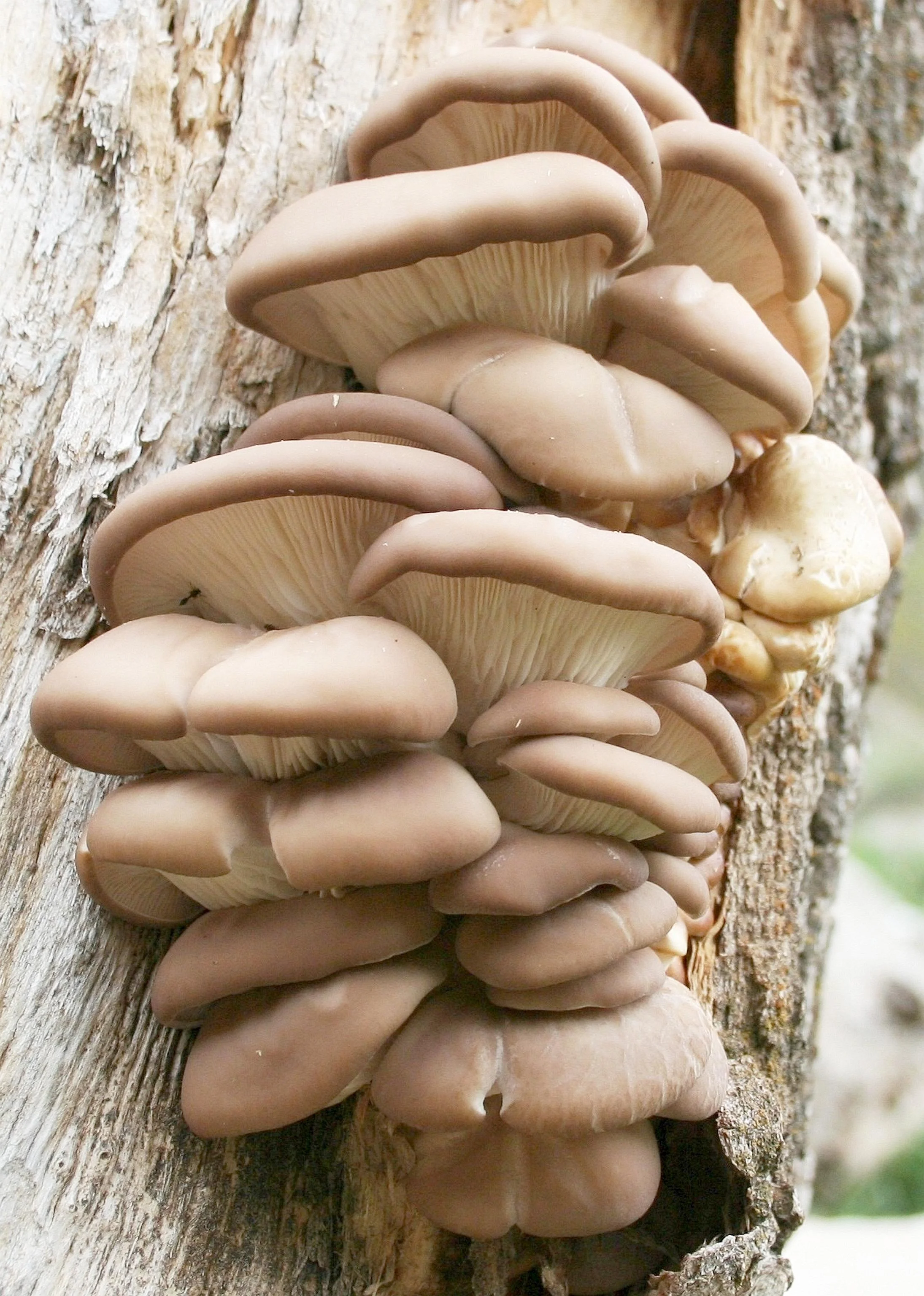 Growing Edible Mushrooms at Home