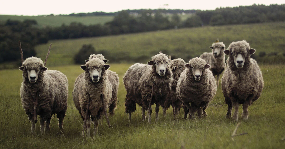 Climate Change Solutions in the Soil