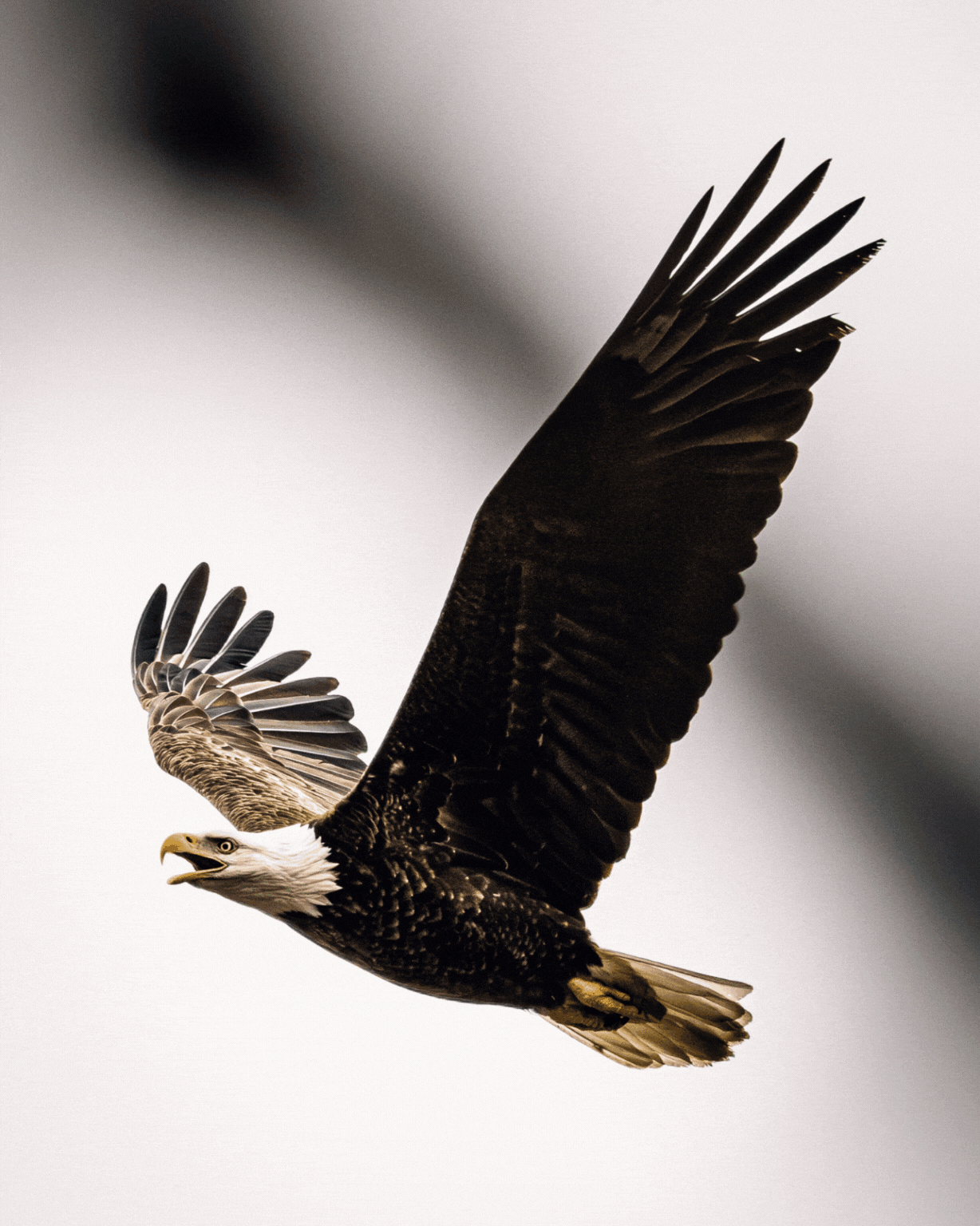 The Whole Field • Volume 3 • No. 21 • New Moon • November 1, 2024