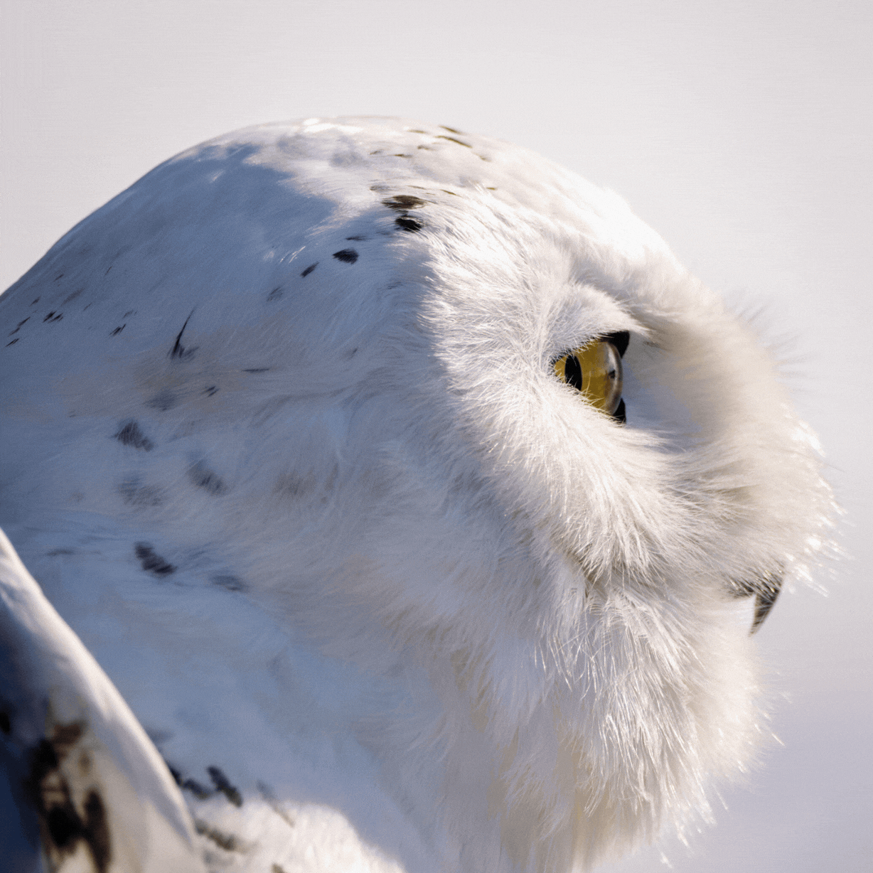 The Whole Field • Volume 4 • No. 3 • Full Moon • February 12, 2025