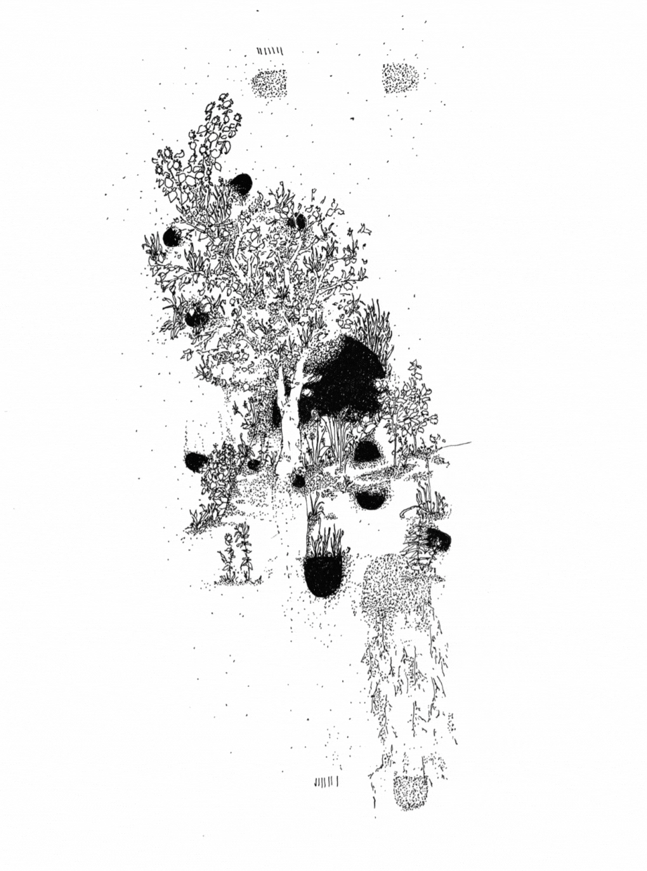 The Whole Field • Volume 4 • No. 8 • New Moon • April 27, 2025 