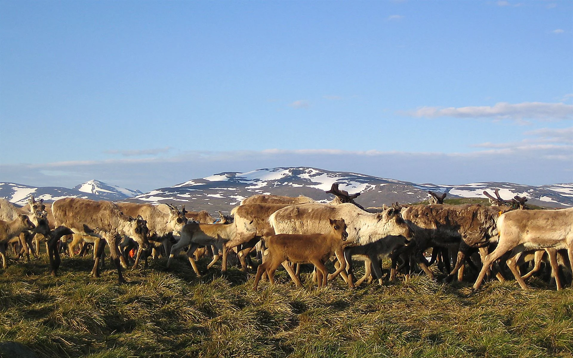 abisko-nationalpark-renar.jpg