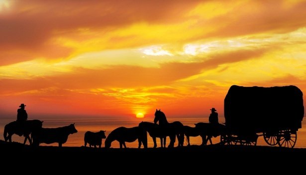 horses-cattle-sunset-silhouette.jpg