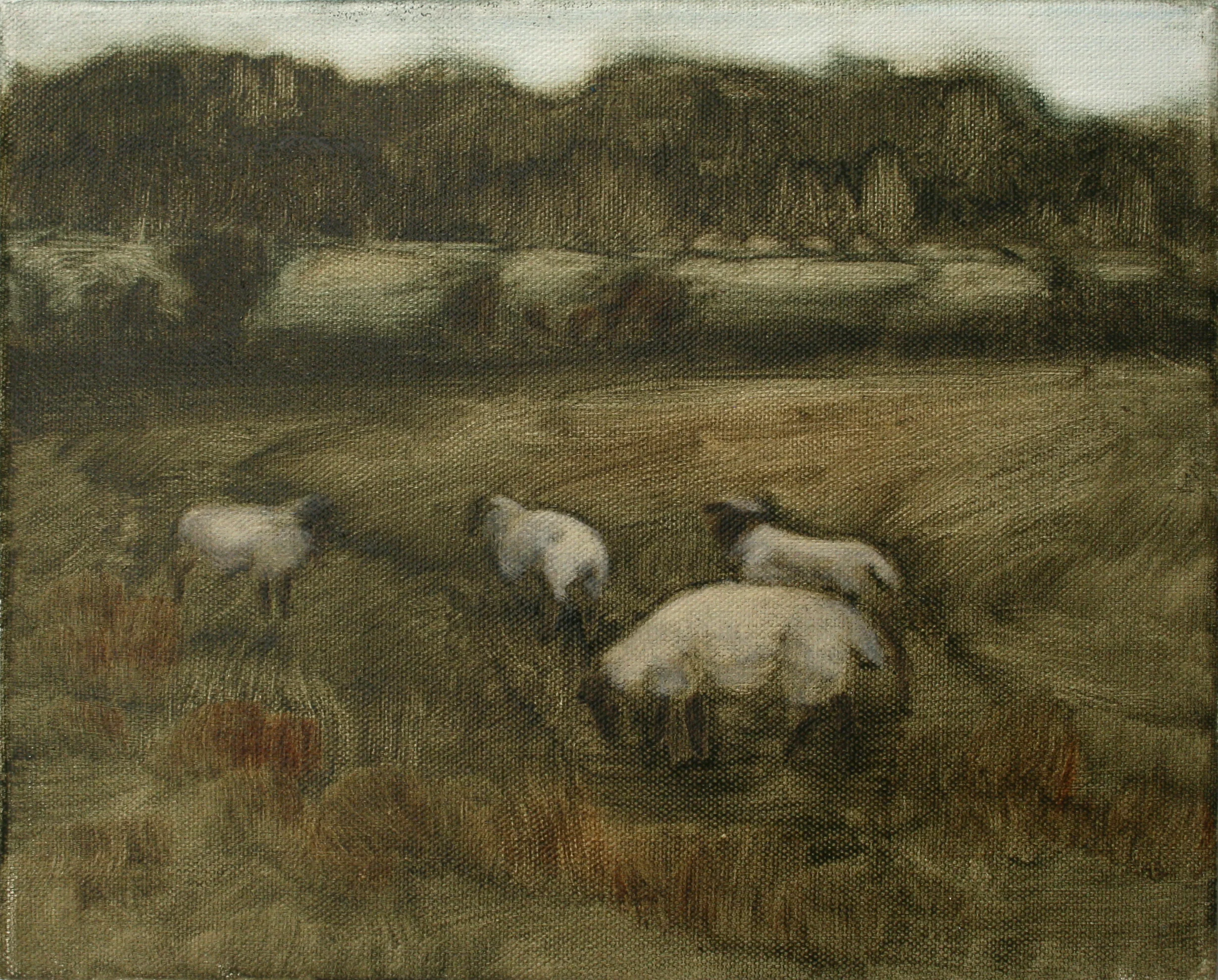 SHEEP STUDIES 