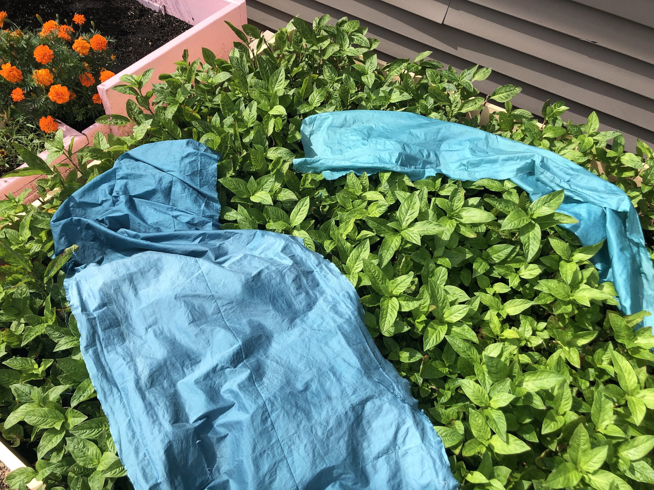  Silk dyed with fresh leaf indigo, drying on Japanese indigo plants, 2020 