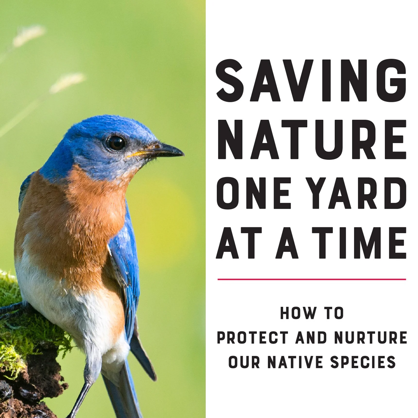 book interiors: color