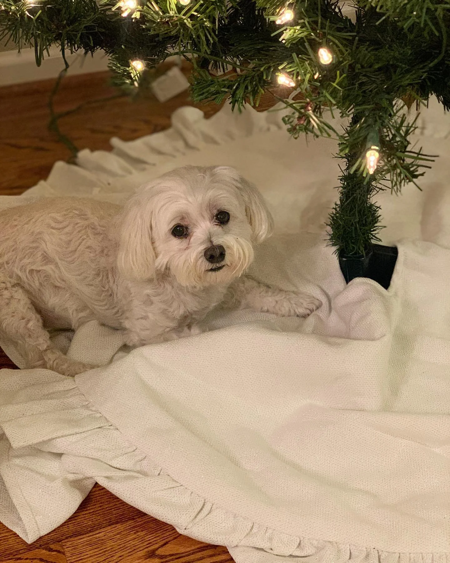 Remember me? I figured I was on your wishlist this year. 😉