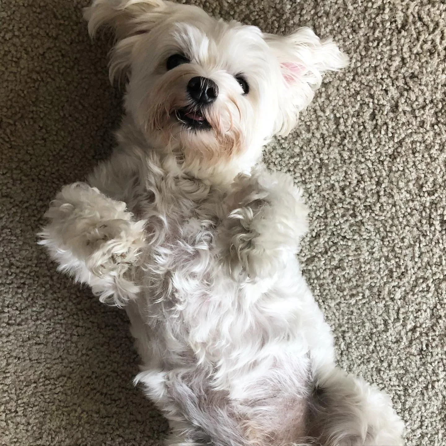 Nom nom nom, my belly is ready for all the scraps tomorrow. 😋🦃🥧 Who will be waiting under the table with me? 😈