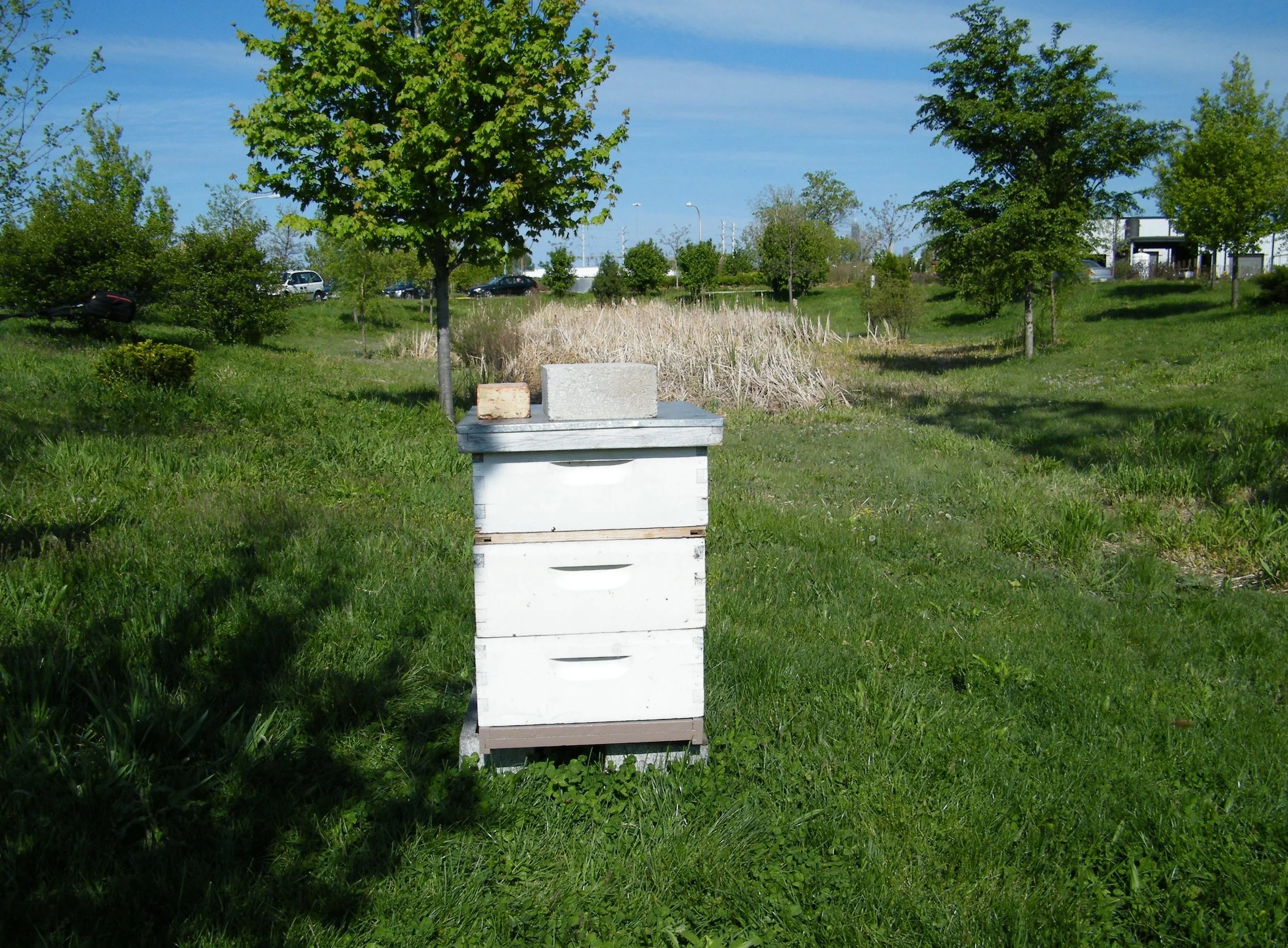 hive in sunlight.jpg