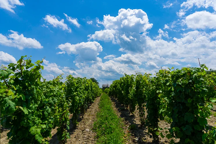 Finger Lakes Vineyards.jpg