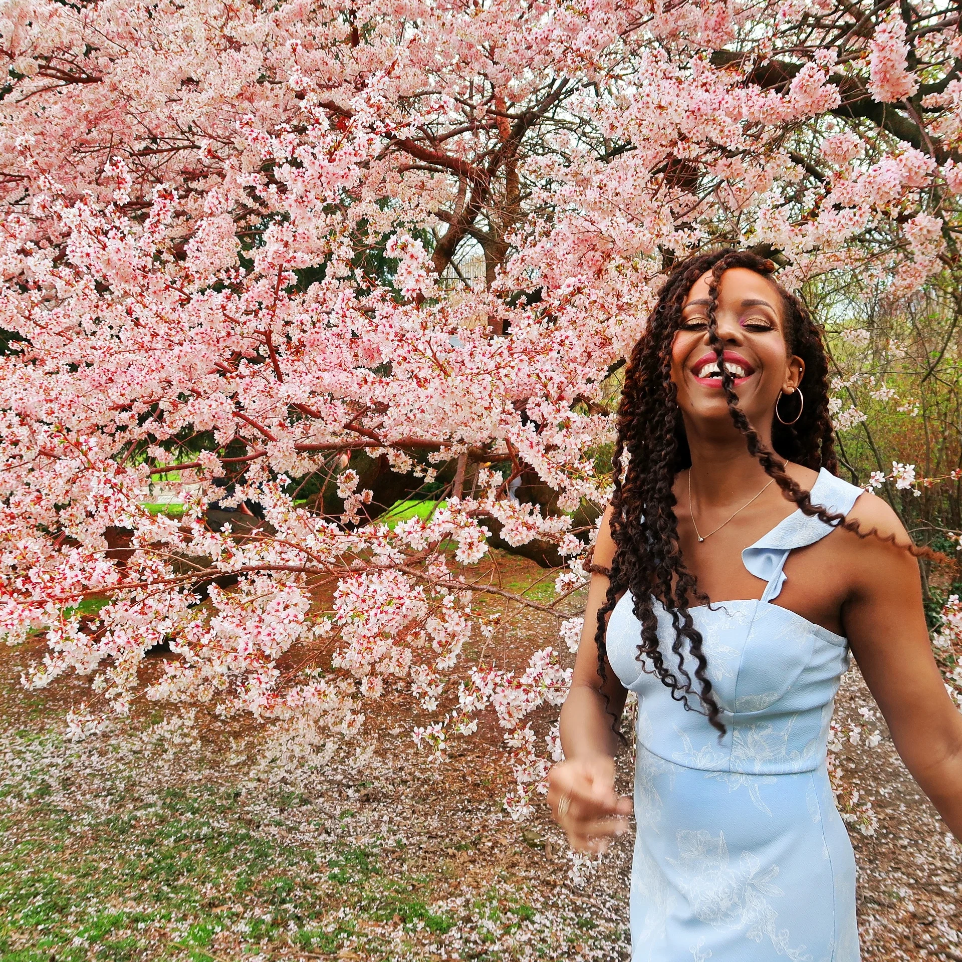 where to see cherry blossoms in ny.jpeg