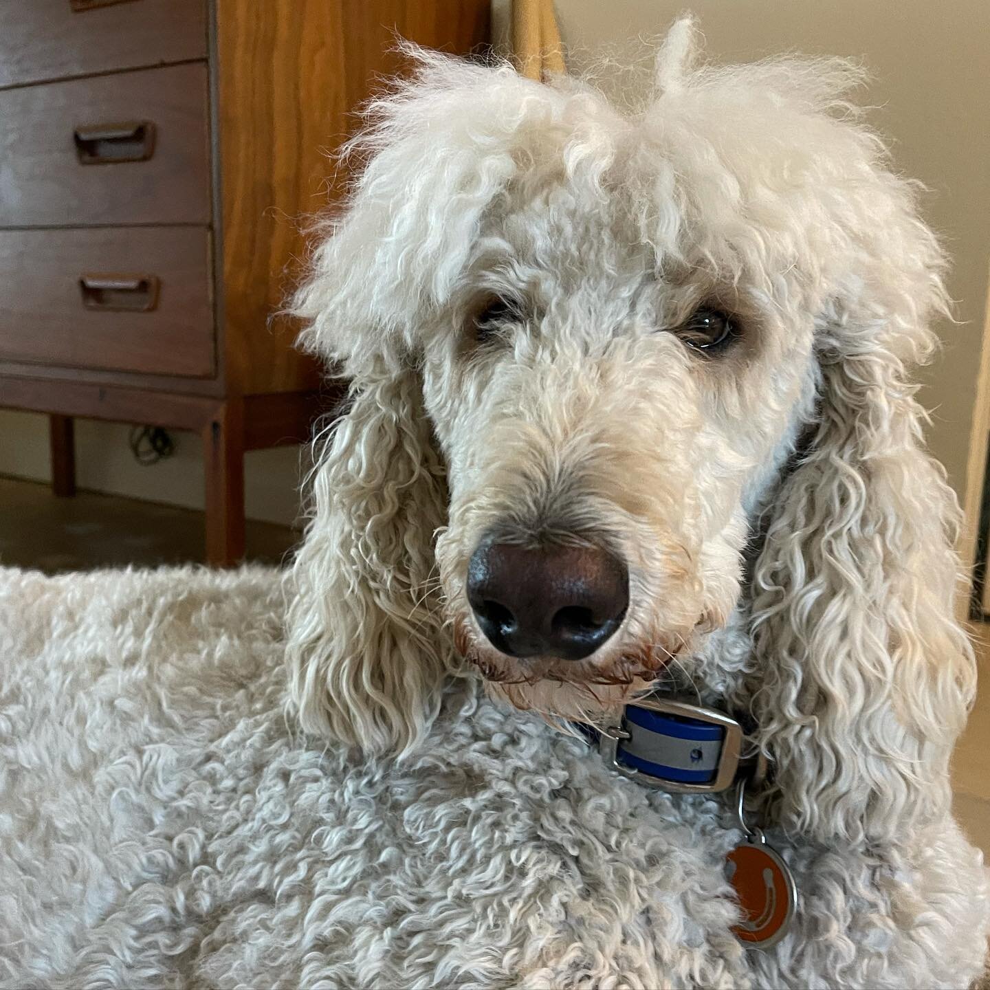 This handsome guy is 4 yrs old today. Happy birthday, Dieter!

#standardpoodlesofinstagram #standardpoodle #palmsprings #bigboy #dieter #poolside #poolsiderealty #imaginelifepoolside #birthdaypoodle