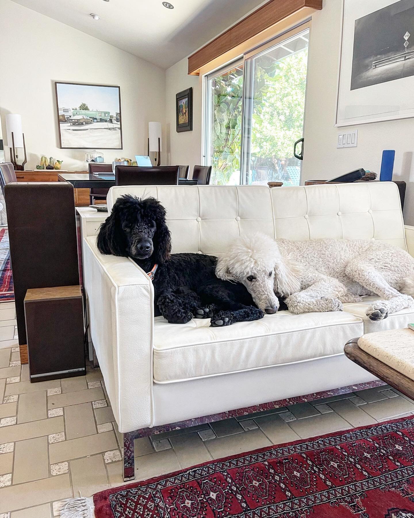 Pampered pups&hellip;

#palmsprings #standardpoodle #standardpoodlesofinstagram #whitestandardpoodle #bluestandardpoodle #dogdad #dogdads #poolside #poolsiderealty #imaginelifepoolside #dieter #otto