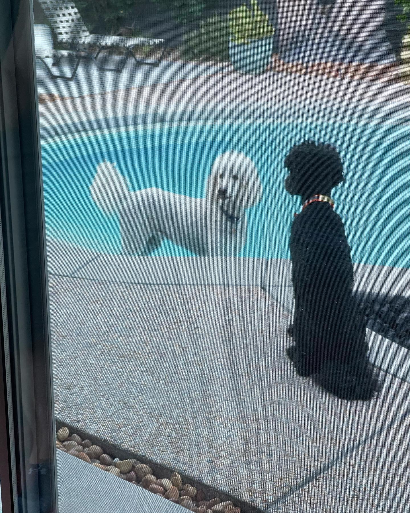 Late summer wading. Come on in, the water is perfect! 

#standardpoodle #whitestandardpoodle #bluestandardpoodle #palmsprings #dogdad #dogdads #poolside #exposedaggregate #wading #poolsiderealty #imaginelifepoolside @poodle.hub @john_with_poolside_re