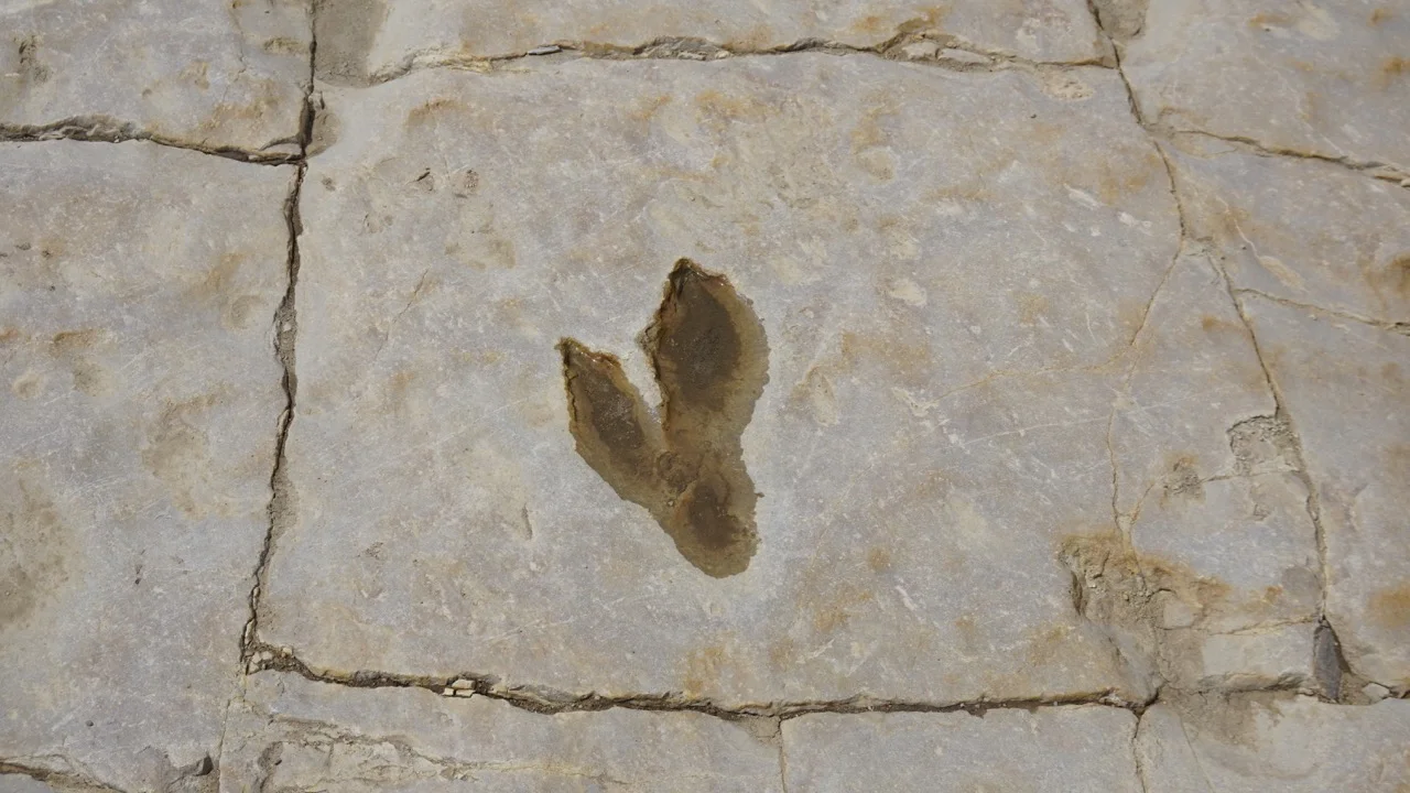 Partial Theropod footprint