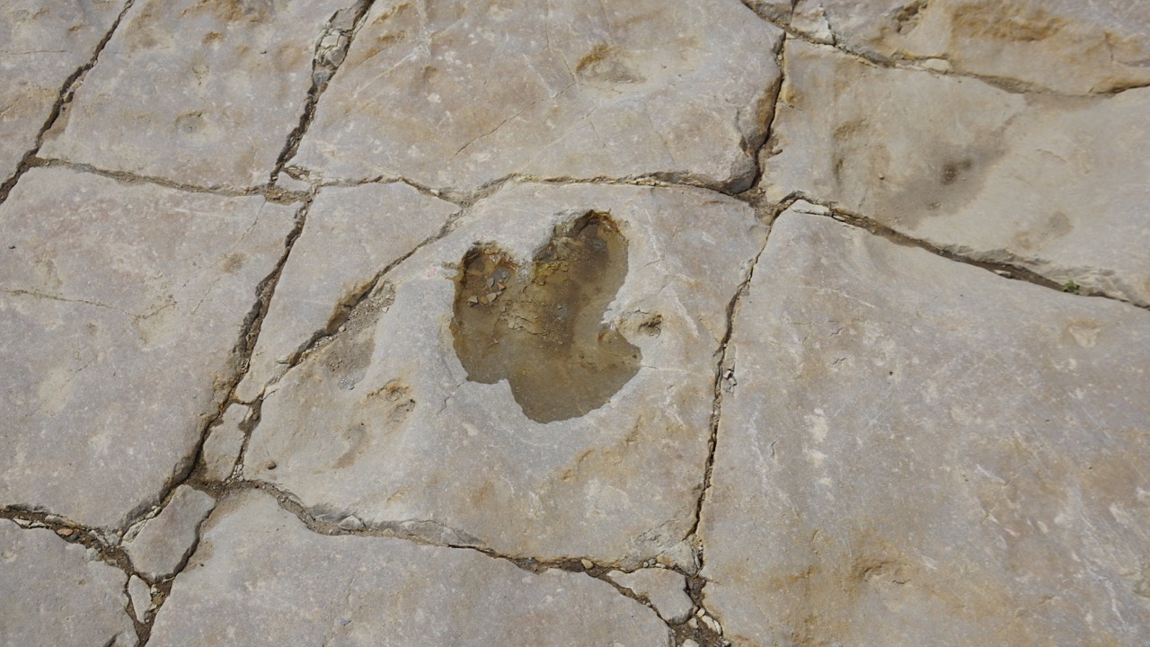 Theropod footprint