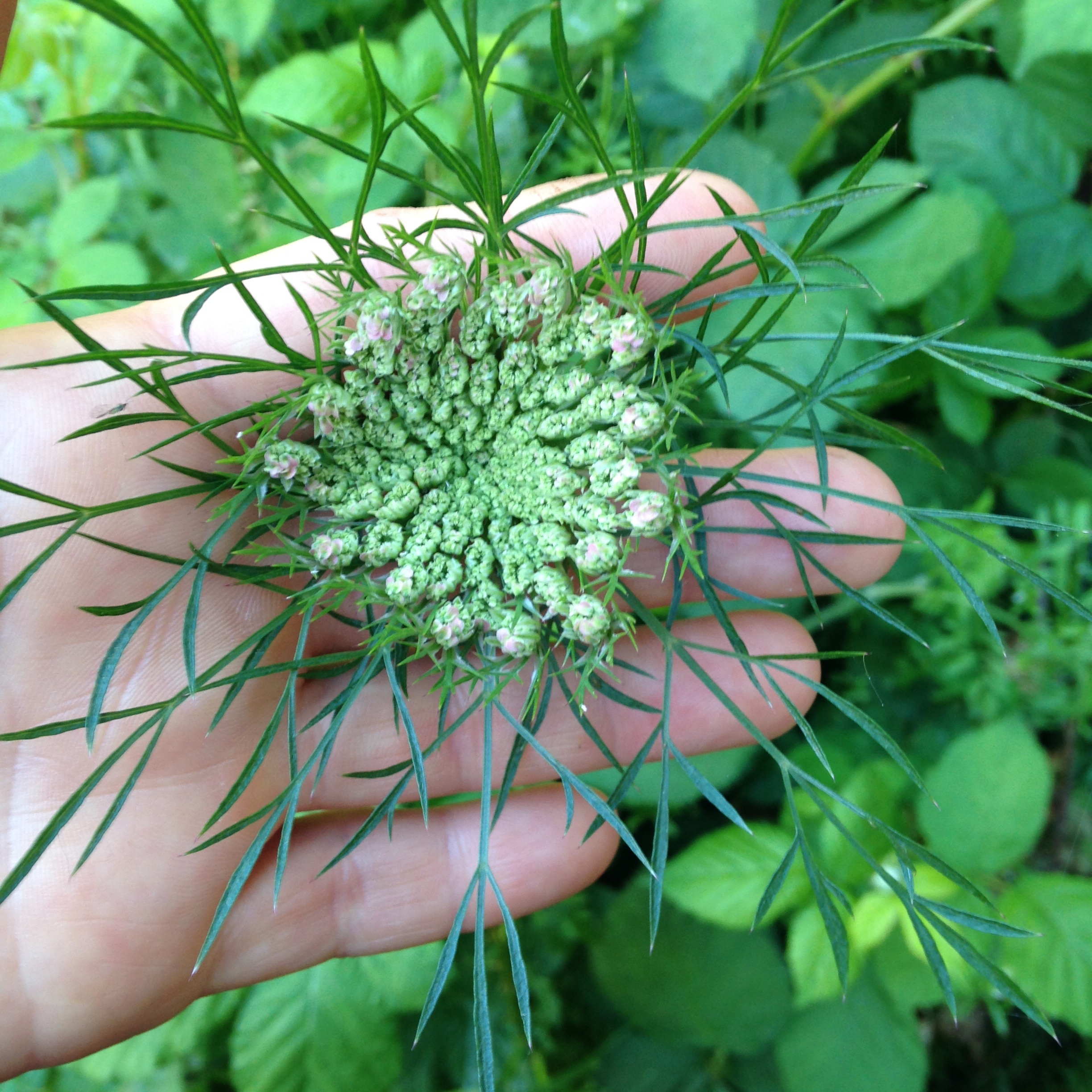 wild carrot.jpg