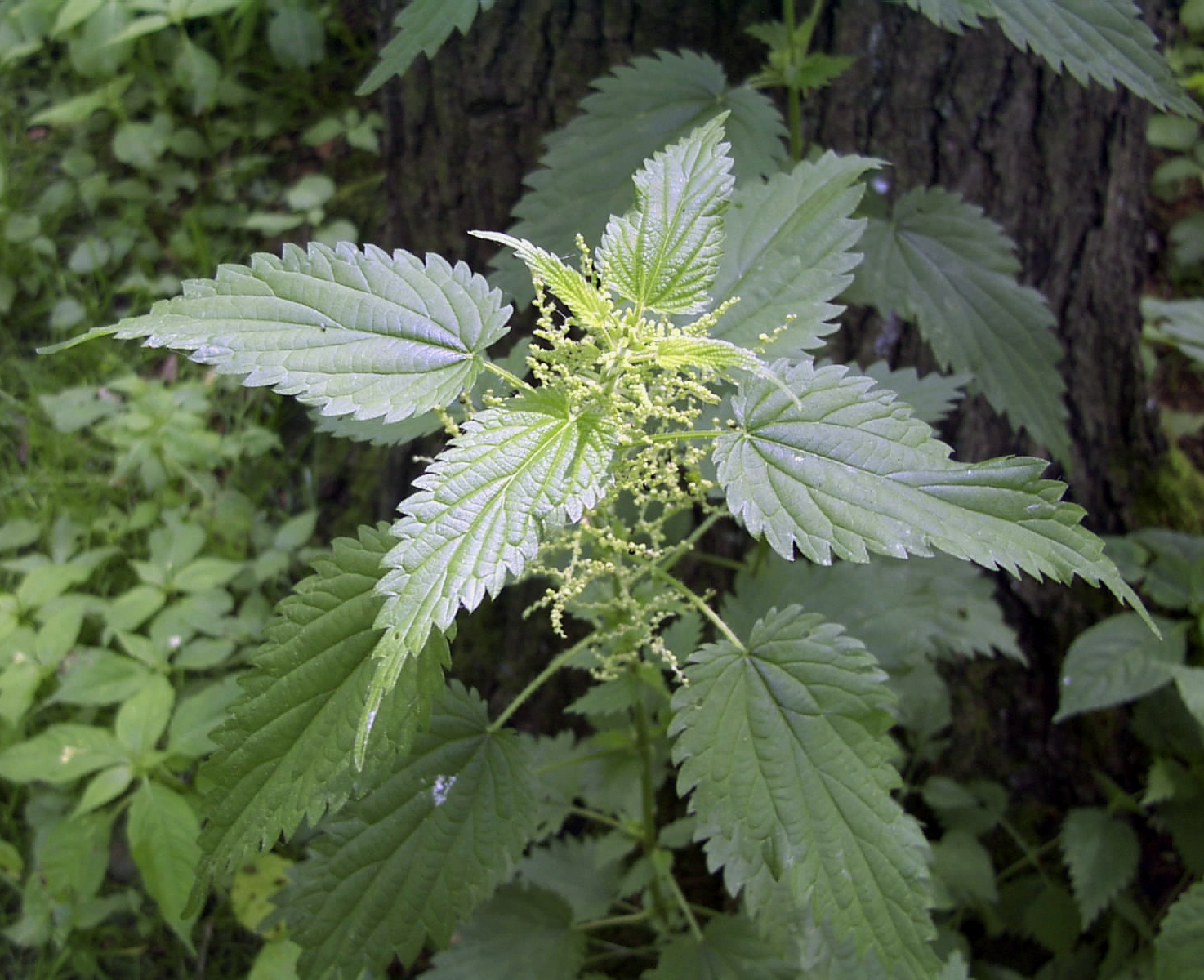 nettle in flower.jpg